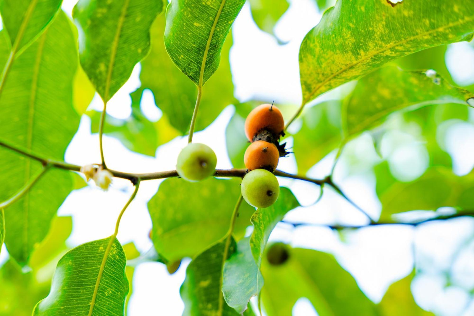 Kaala Kalaththewa Luxury Eco Resort Anuradhapura Exteriör bild